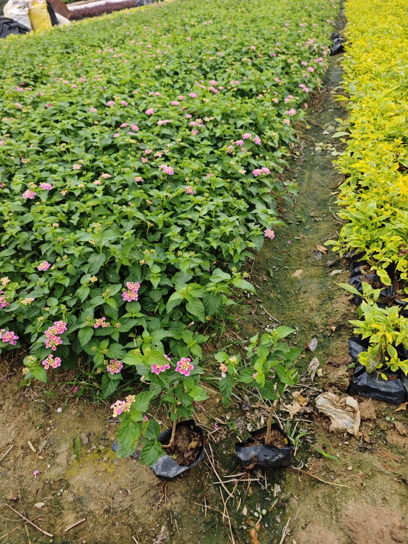 五色梅福建基地袋苗杯苗现货供应批发
