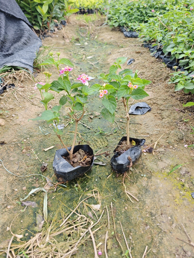 五色梅福建基地袋苗杯苗现货供应批发