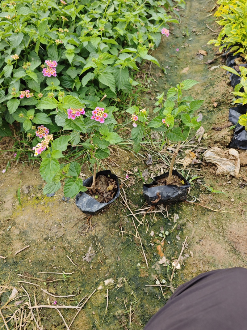 五色梅福建基地袋苗杯苗现货供应批发