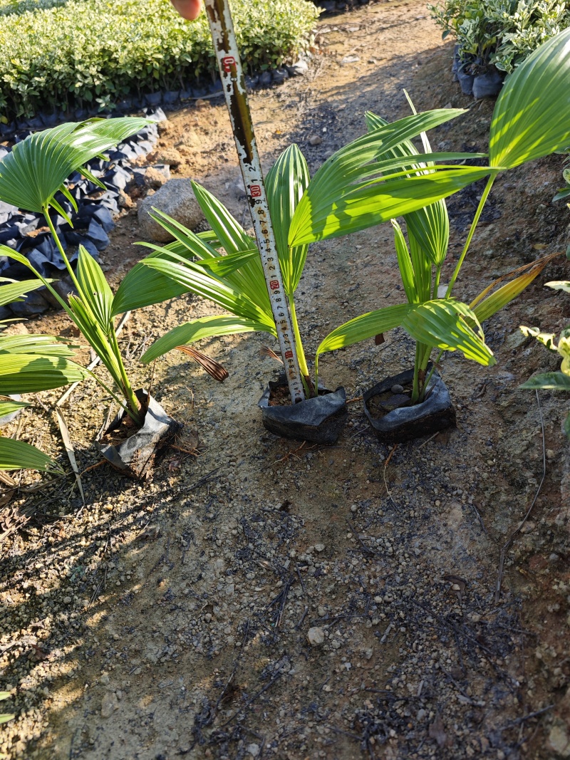 蒲葵福建袋苗杯苗基地现货供应批发