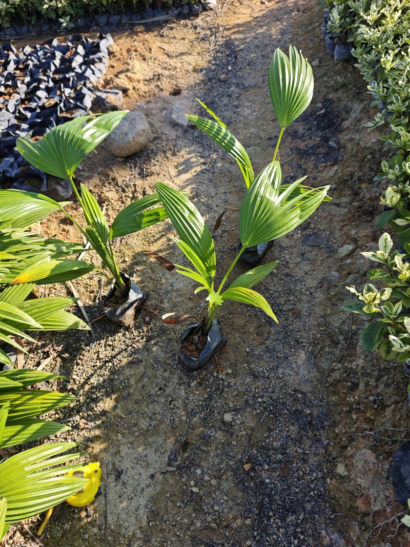 蒲葵福建袋苗杯苗基地现货供应批发
