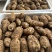 【产地直销】林下仿野生种植天麻鲜天麻新鲜天麻杂交天麻