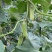 津耘优胜黄瓜种子10克旱黄瓜种子刺瘤少口感脆甜爽口黄瓜