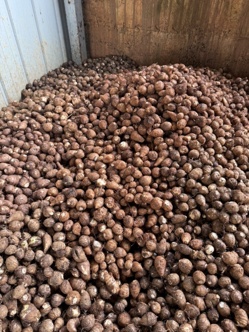云南红土毛芋头以上市需要的老板联系量大从优