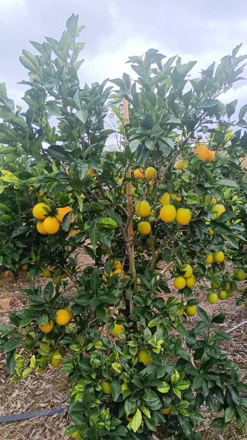 赣南脐橙