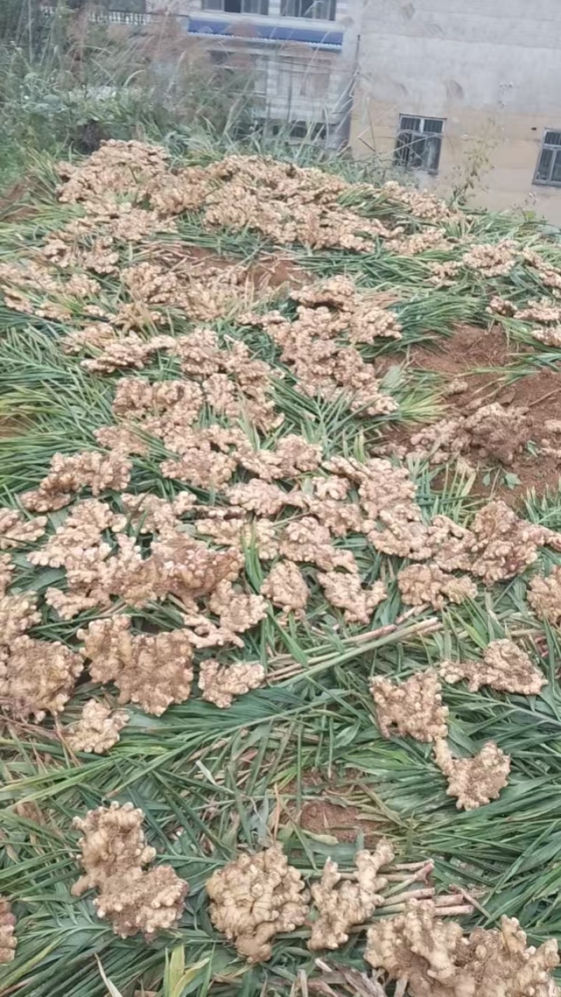 二黄姜