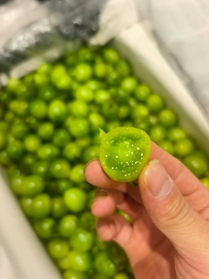 广东电白青甜大量上市