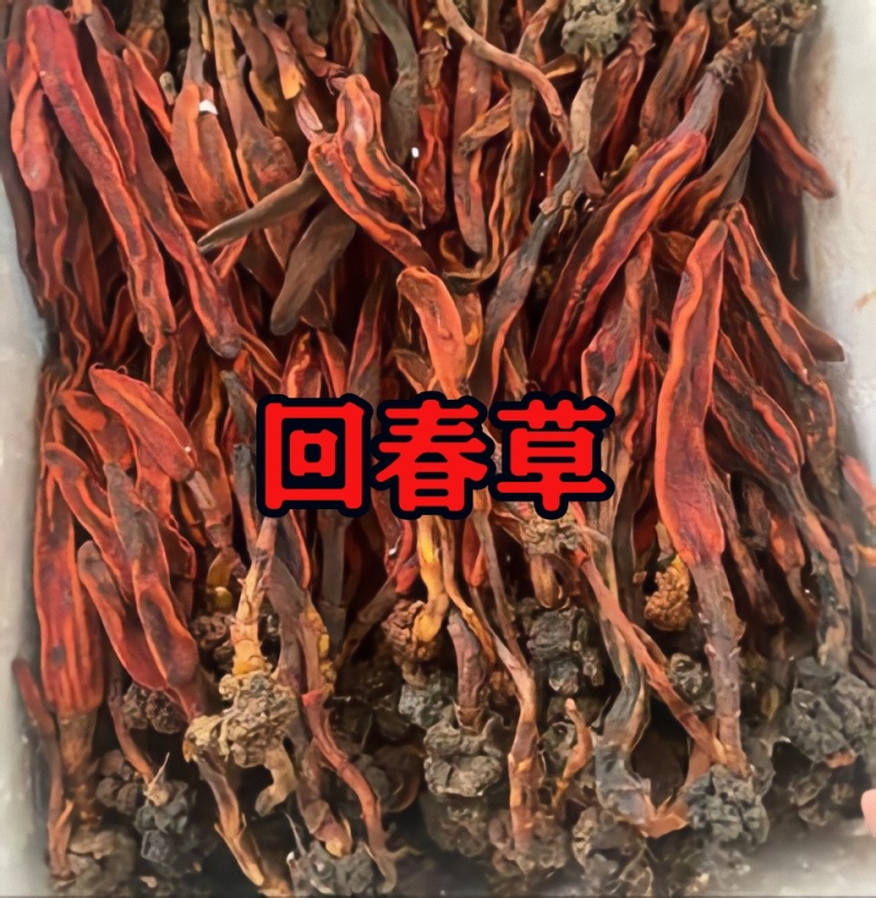 回春草中药材滋补养生欢迎各位老板来电咨询订购