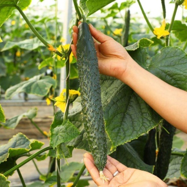 津耘一号黄瓜种子翠绿短把密刺四季春夏播种蔬菜水果黄瓜青瓜