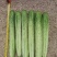 致绿白燕黄瓜种子早熟浅绿白色短棒黄瓜种子高产水果黄瓜