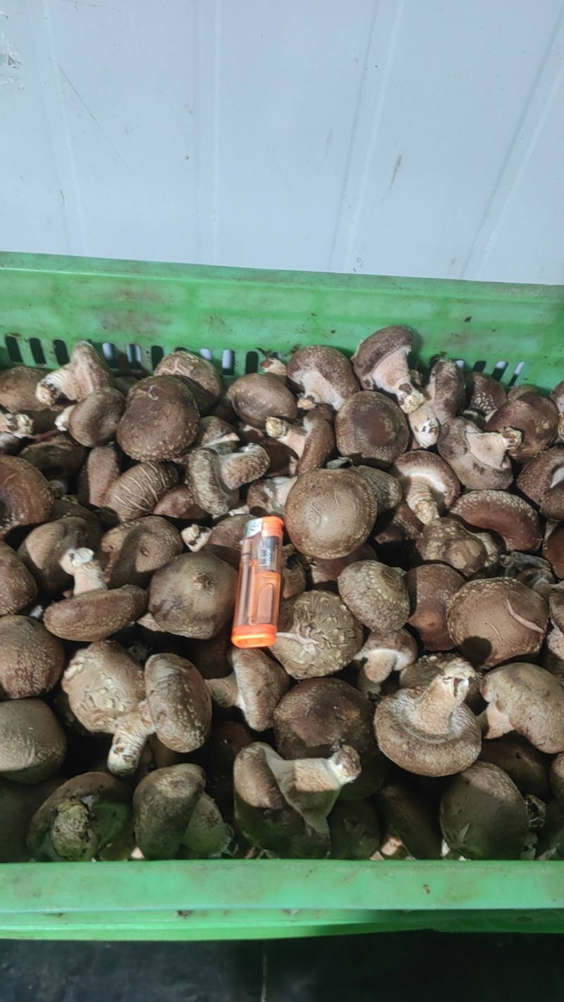 鲜香菇大量有货可对接电商平台发全国