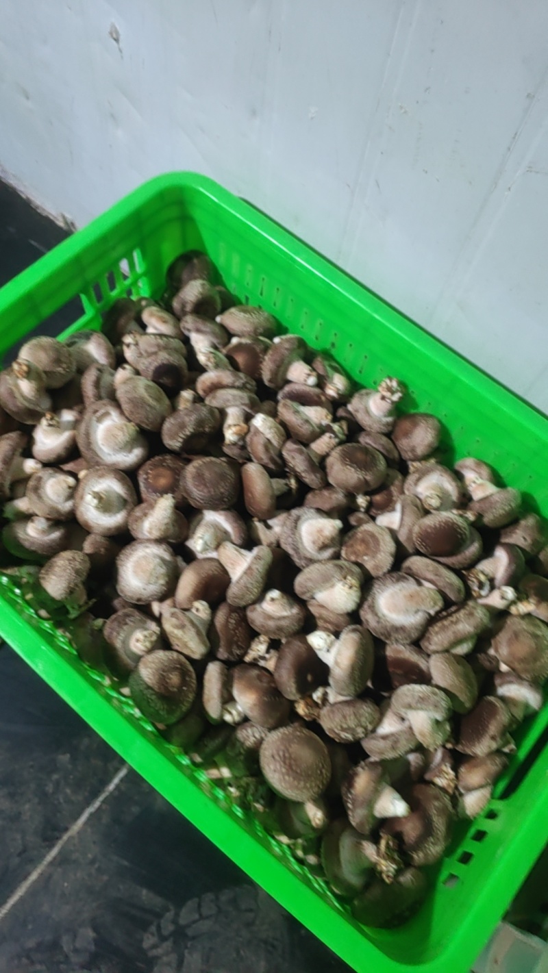 鲜香菇大量有货可对接电商平台发全国