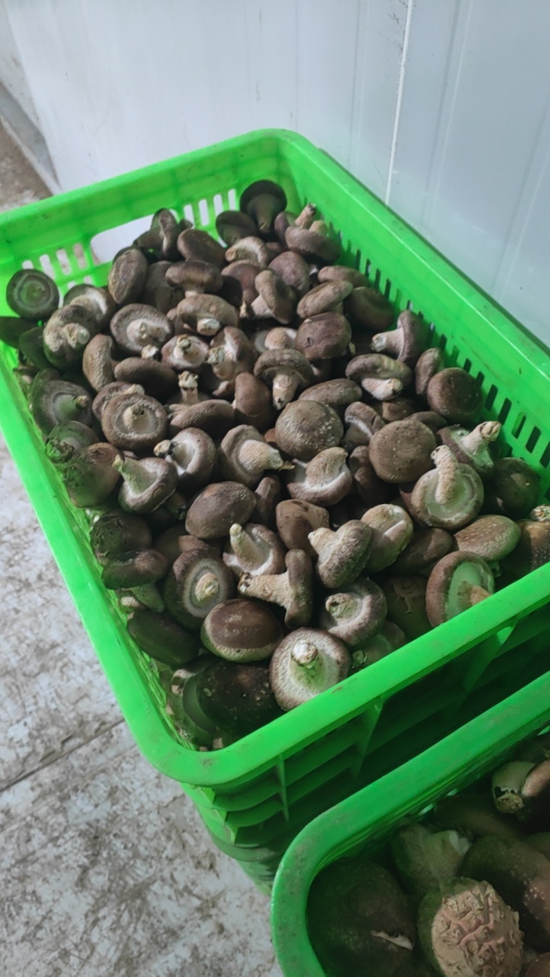 鲜香菇大量有货可对接电商平台发全国