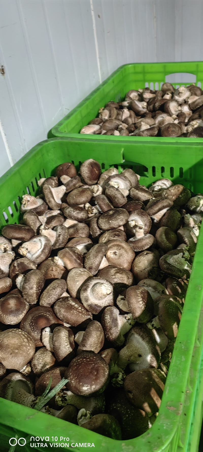 鲜香菇大量有货可对接电商平台发全国