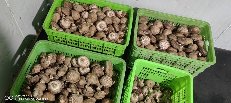 鲜香菇大量有货可对接电商平台发全国
