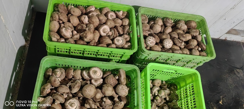 鲜香菇大量有货可对接电商平台发全国