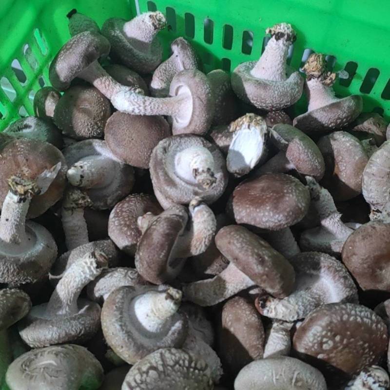 鲜香菇大量有货可对接电商平台发全国
