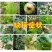 植物钙肥补钙水溶肥叶面肥防裂果