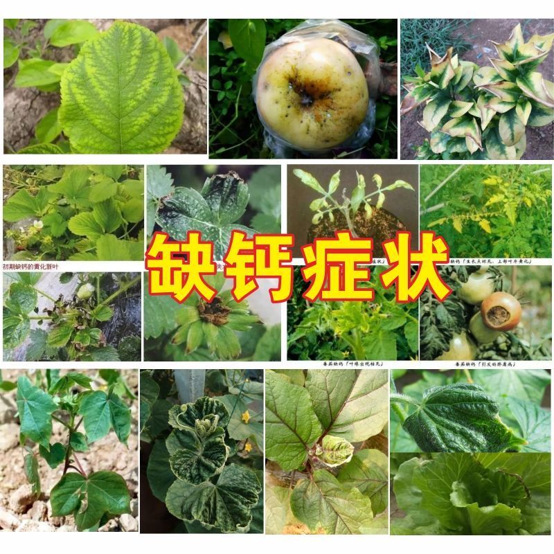 植物钙肥补钙水溶肥叶面肥防裂果