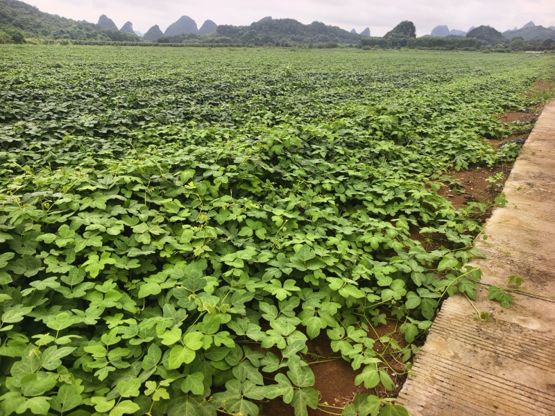 脱毒无架葛根苗，不需搭架，不需打理藤蔓，亩产5500斤