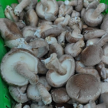 小菇菜菇精品水菇赶大集团购专用