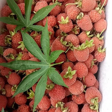 覆盆子苗（药食同源）