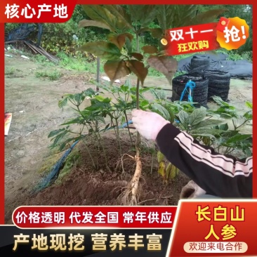 长白山鲜参8年大人参保证新鲜支持一件代发