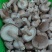 小菇菜菇精品水菇赶大集团购专用