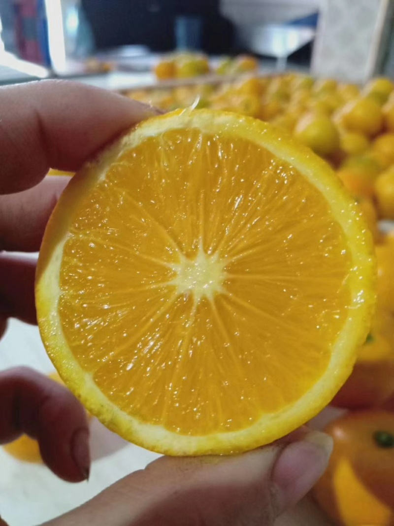 麻阳冰糖橙