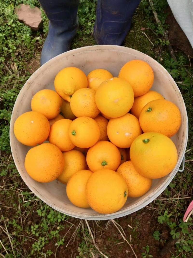 麻阳冰糖橙