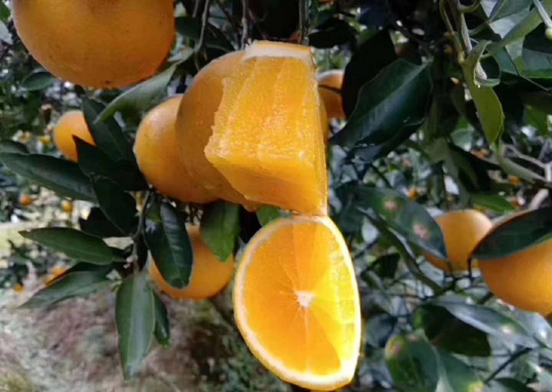 麻阳冰糖橙