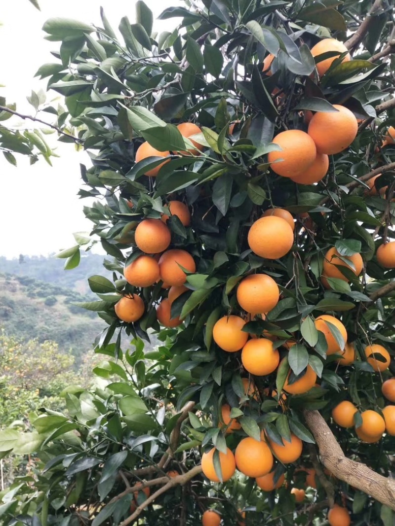 麻阳冰糖橙