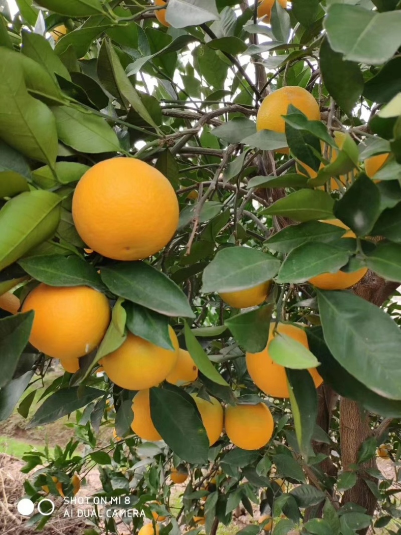 麻阳冰糖橙