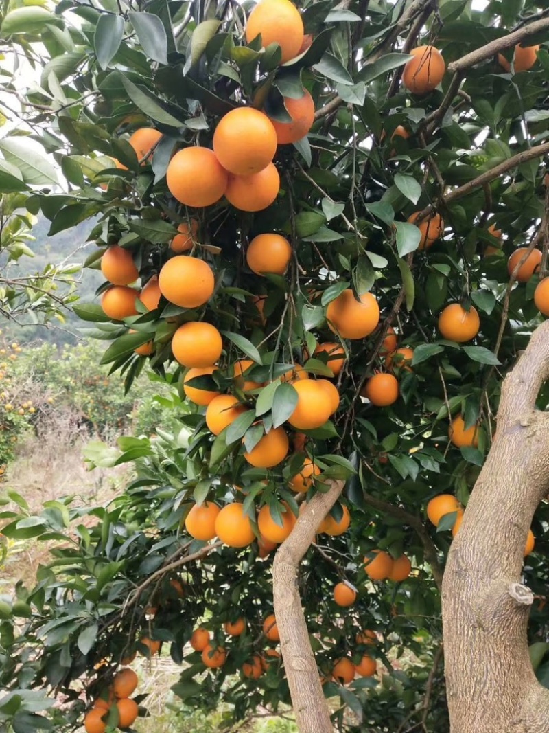 麻阳冰糖橙