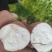 河南商薯19，西瓜红，龙九，哈密，大量现货供应