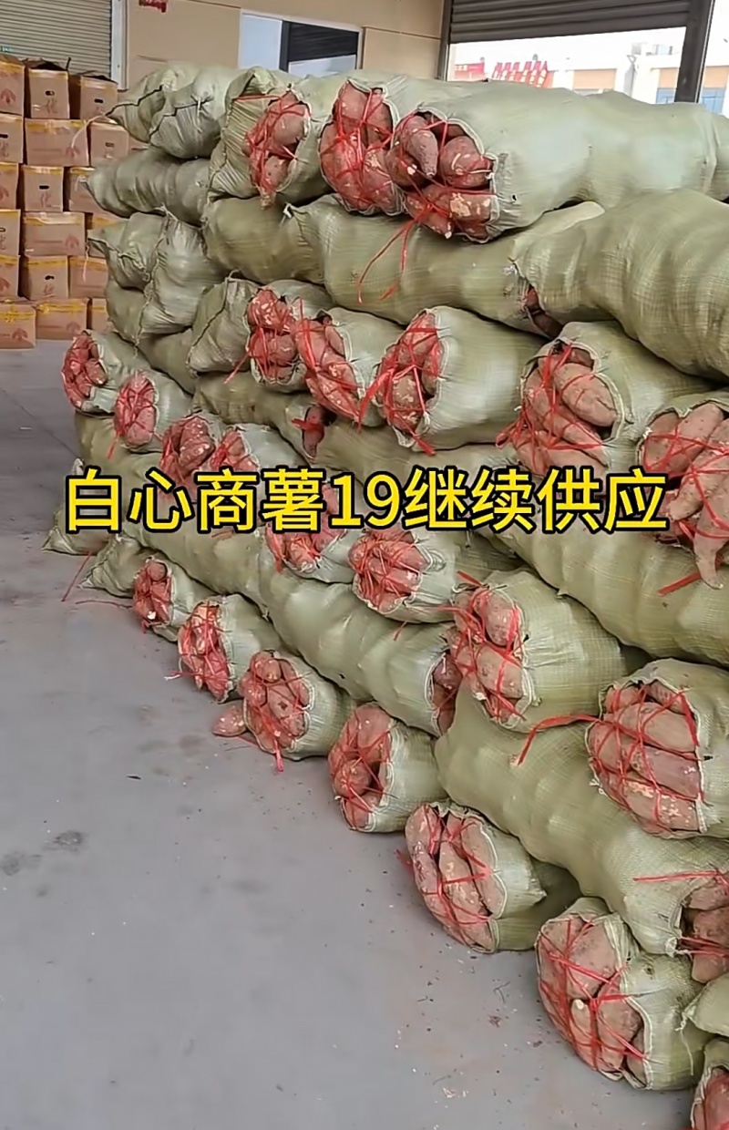 河南商薯19，西瓜红，龙九，哈密，大量现货供应