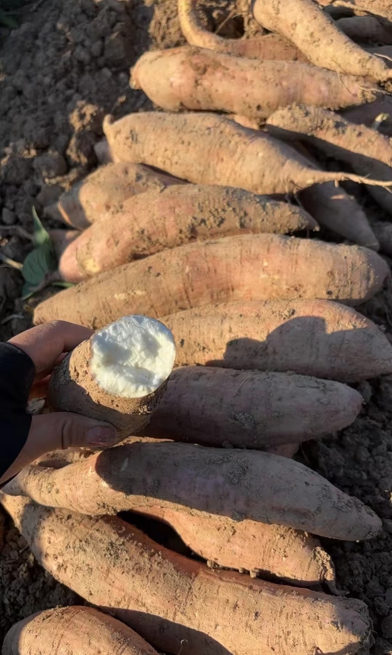 河南商薯19，西瓜红，龙九，哈密，大量现货供应