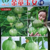 一串玲南瓜种子金童玉女瓜型漂亮色泽亮丽结瓜多产量高