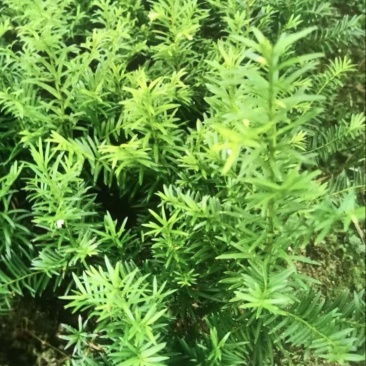 红豆杉杯苗奉新县邹家苗圃种植基地大量供应大小不一等的红豆杉