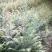 红豆杉杯苗奉新县邹家苗圃种植基地大量供应大小不一等的红豆杉