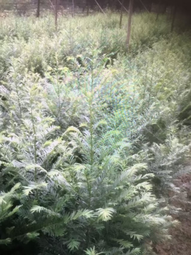 红豆杉杯苗奉新县邹家苗圃种植基地大量供应大小不一等的红豆杉