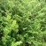 红豆杉杯苗奉新县邹家苗圃种植基地大量供应大小不一等的红豆杉