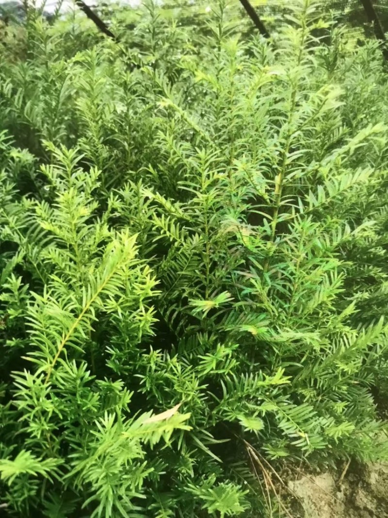 红豆杉杯苗奉新县邹家苗圃种植基地大量供应大小不一等的红豆杉