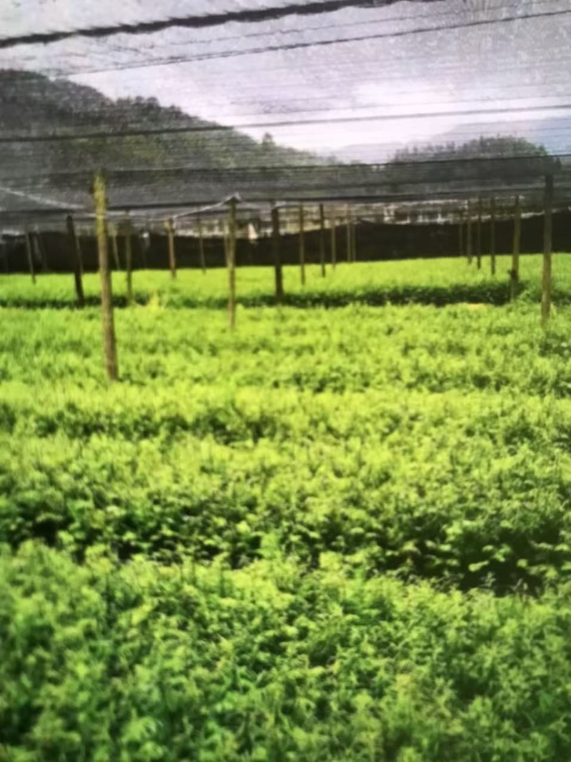 红豆杉杯苗奉新县邹家苗圃种植基地大量供应大小不一等的红豆杉