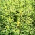 红豆杉杯苗奉新县邹家苗圃种植基地大量供应大小不一等的红豆杉