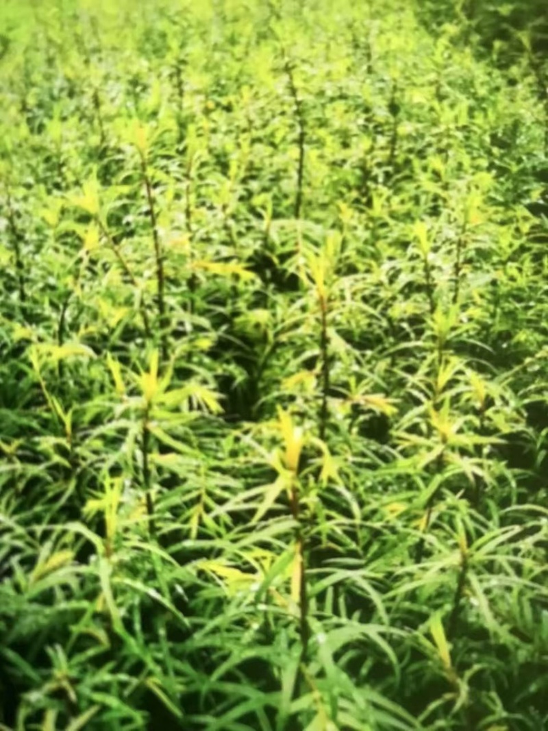 红豆杉杯苗奉新县邹家苗圃种植基地大量供应大小不一等的红豆杉