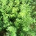 红豆杉杯苗奉新县邹家苗圃种植基地大量供应大小不一等的红豆杉