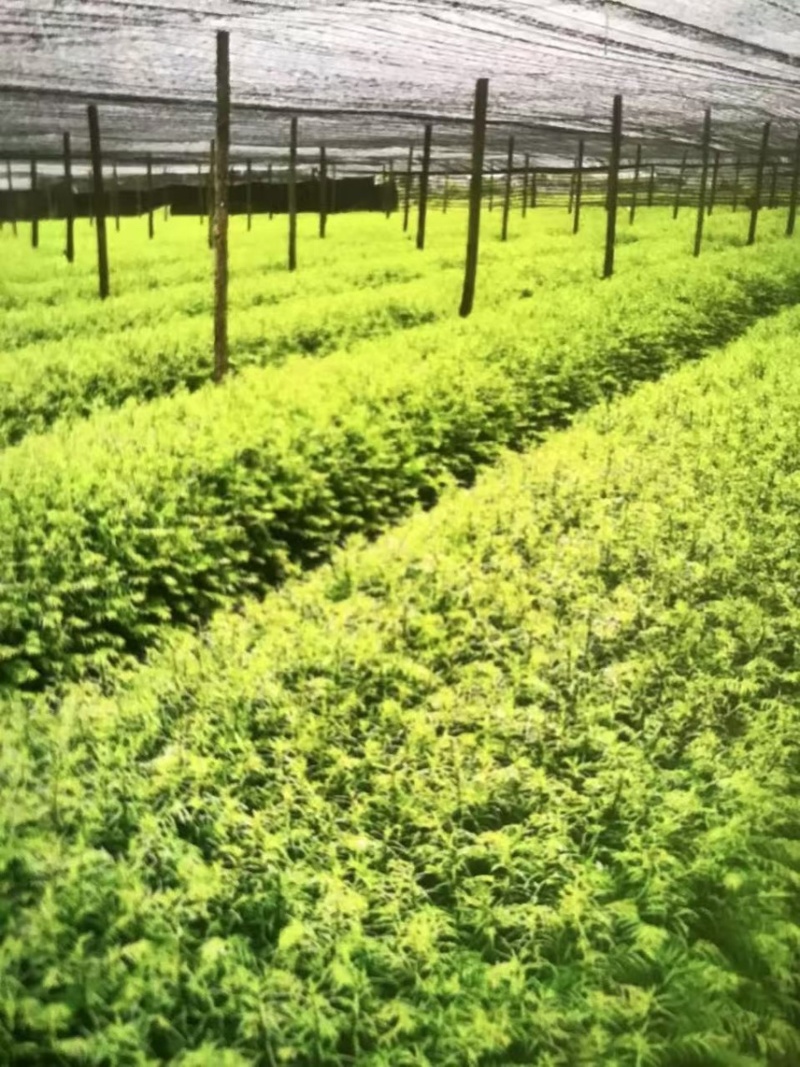 红豆杉杯苗奉新县邹家苗圃种植基地大量供应大小不一等的红豆杉