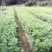 红豆杉杯苗奉新县邹家苗圃种植基地大量供应大小不一等的红豆杉