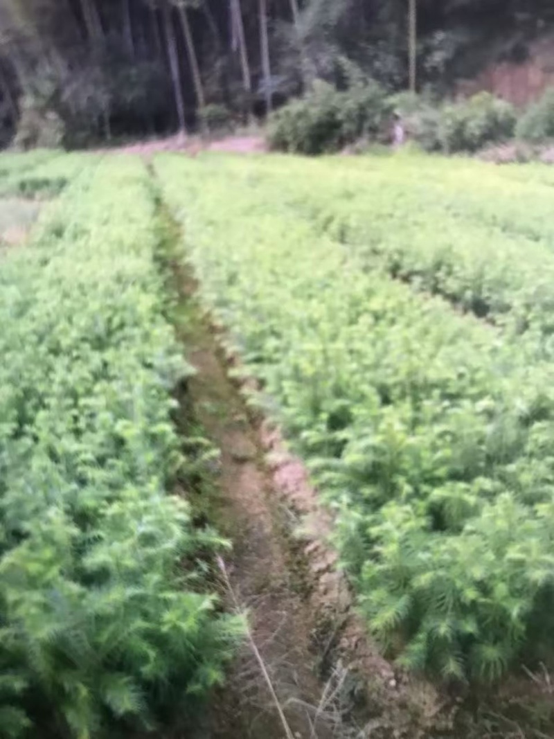 红豆杉杯苗奉新县邹家苗圃种植基地大量供应大小不一等的红豆杉